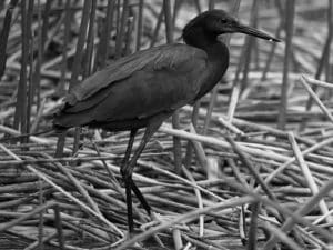 Meet the Shadow - Discovering the Black Heron in Tanzania