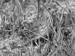 Meet the Short-tailed Pipit - Tanzania’s Enigmatic Bird