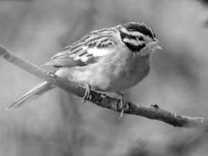 Meet the Somali Bunting - Tanzania’s Hidden Gem