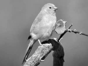 Meet the Southern Cordonbleu - Tanzania’s Elegant Avian Dancer