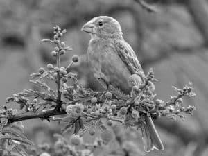 Meet the Southern Grosbeak-Canary Tanzania’s Melodic Bird