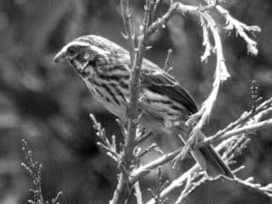 Meet the Streaky Seedeater - Tanzania’s Feathered Gem