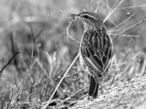 Meet the Striped Pipit - Tanzania’s Striped Marvel