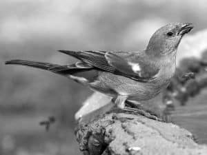 Meet the Swahili Sparrow - Tanzania’s Coastal Bird