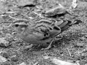 Meet the Village Indigobird - Tanzania’s Hidden Gem