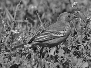 Meet the Western Yellow Wagtail - Tanzania’s Colorful Visitor