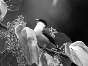 Meet the White-Breasted Nigrita - A Tanzanian Delight