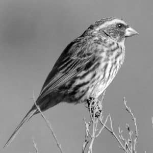 Meet the Yellow-Browed Seedeater - Tanzania’s Rare Treasure