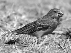 Melodic Marvel - Appreciating the Southern Grosbeak-Canary