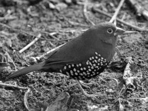 Must-See Bird - Peter’s Twinspot in Tanzania