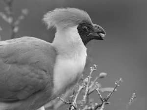 Nesting Insights - Breeding of the Bare-Faced Go-Away-Bird