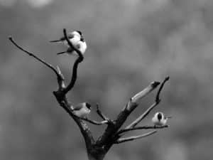 Photography Tips - Capturing Tanzania’s Black-Crowned Waxbill