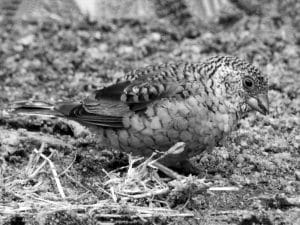 Photography Tips - Capturing Tanzania’s Cut-Throat Bird