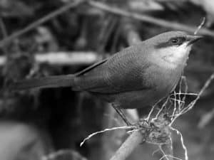 Photography Tips - Capturing the Crimson-Rumped Waxbill in Tanzania