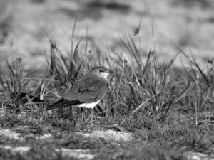 Prime Viewing - Observing Black-Winged Pratincoles in Tanzania