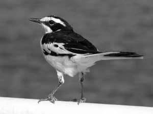 Protect and Preserve - African Pied Wagtail in Tanzania