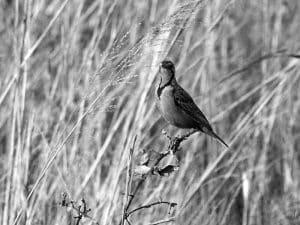 Protect and Preserve - Fülleborn’s Longclaw Conservation Efforts