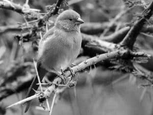 Protecting Beauty - Conservation of the Blue-Capped Cordonbleu in Tanzania