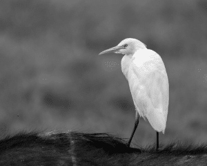 Protecting Elegance - Egret Conservation in Tanzania