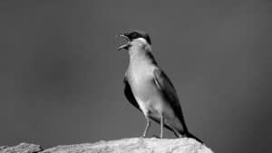 Protecting the Migrants - Conservation of Madagascar Pratincole