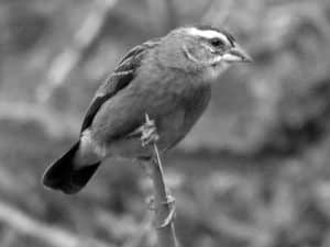 Protecting the Tanzania's Red-Cowled Widowbird - Conservation Challenges