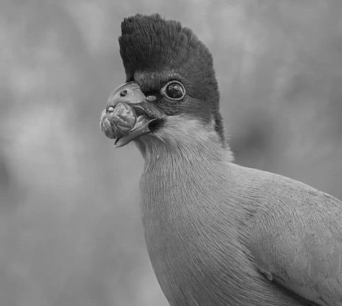 Purple-Crested Turaco in Tanzania - A Crown of Color in the Canopy