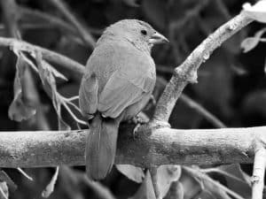 Research Insights - Studying Jameson’s Firefinch in Tanzania