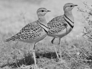 Sandy Hideaways - The Double-Banded Courser's Habitat in Tanzania