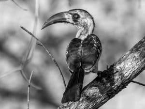 Saving the Hornbills - Tanzania's Conservation Efforts