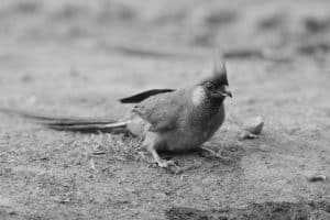 Scientific Explorations - Studying Mousebirds