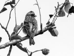 Scientific Insights - Protecting the Black-Eared Seedeater