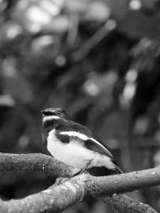 Secretive Beauty - Habitat of the Brown-Throated Wattle-Eye