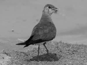 Sky Kings - Habitats of the Black-Winged Pratincole in Tanzania