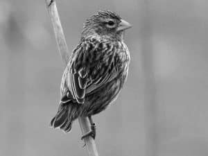 Social Insights - The Behavior of the Southern Red Bishop