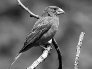 Songbird Secrets - Southern Grosbeak-Canary’s Melodies