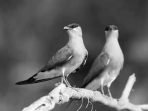 Southern Sojourns - Habitat of the Madagascar Pratincole in Tanzania