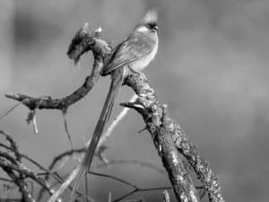 Speckled Wanderers - Mousebirds’ Habitat and Behavior in Tanzania