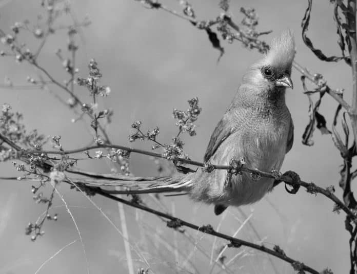 Speckled Wanderers - Observing Mousebirds in the Tanzanian Skies