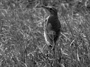 Spotlight on the Buffy Pipit - Description and Features