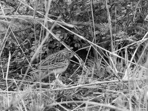 Spotting Guide - Bush Pipit in Tanzania