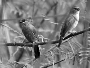 Spotting Guide - Identifying the Zebra Waxbill in Tanzania