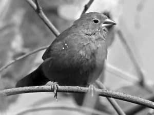 Spotting Guide - Jameson’s Firefinch in Tanzania