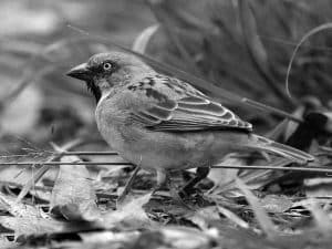 Spotting Guide - Kenya Rufous Sparrow in Tanzania