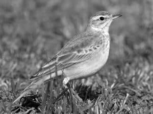 Spotting Guide - Plain-Backed Pipit Observation Tips