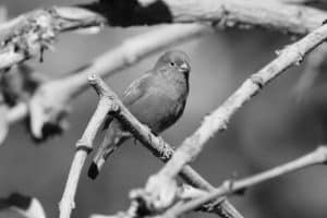 Spotting Guide - Red-Billed Firefinch in Tanzania