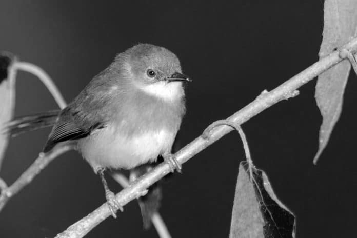 The Delightful Yellow-Breasted Apalis - Exploring Tanzania’s Vibrant Birdlife