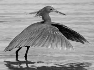 Through the Lens - Photographing the Elusive Black Heron in Tanzania