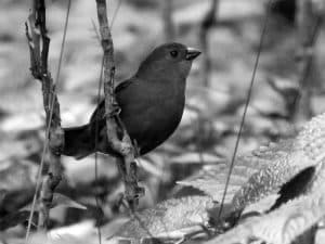 Top Birdwatching Tours - Discover Tanzania’s Avian Wonders