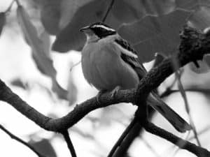 Top Locations - Where to See Cabanis’s Bunting