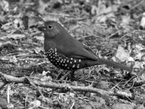 Top Spots - Birdwatching Peter’s Twinspot in Tanzania